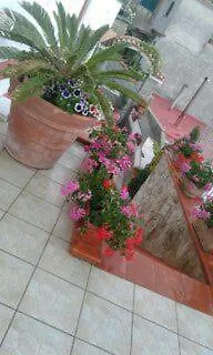 Oliva * Scala