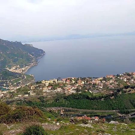 Oliva